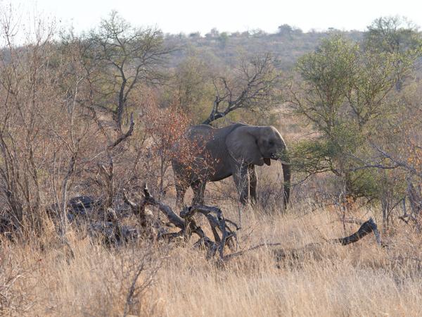<h3><a href="/trips/safari/biota/animalia/chordata/mammalia/proboscidea/elephantidae/loxodonta africana/loxodonta africana-nl.html">Loxodonta&nbsp;africana</a> / African&nbsp;elephant / Afrikaanse&nbsp;olifant</h3>OM-1 met M.40-150mm F2.8 + MC-14, 1/1000 sec  bij F4.0, ISO 640, afstand 91.0&nbsp;m